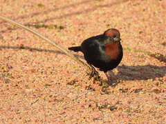 Chrysomus ruficapillus