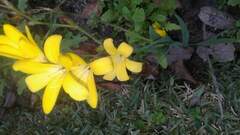 Sparaxis grandiflora acutiloba