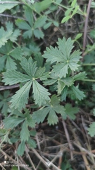 Potentilla intermedia