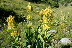 Gentiana lutea lutea