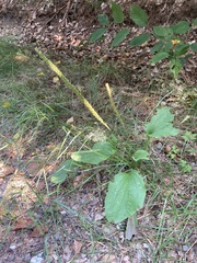Plantago major