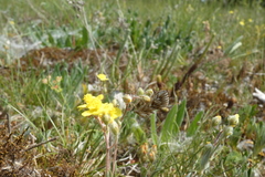 Cynaeda dentalis
