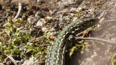 Podarcis guadarramae