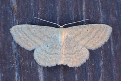 Scopula inductata