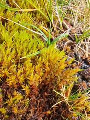 Racomitrium