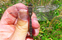 Aeshna sitchensis