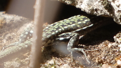 Podarcis guadarramae