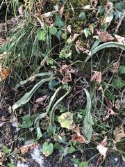 Asplenium scolopendrium scolopendrium
