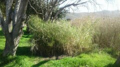 Echinochloa pyramidalis