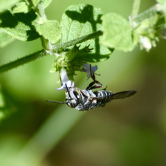 Coelioxys