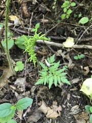 Sceptridium dissectum