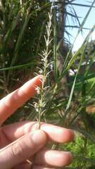 Echinochloa pyramidalis