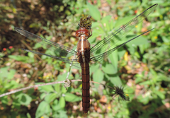 Orthemis discolor