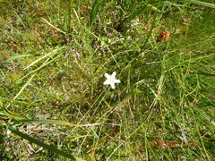 Parnassia fimbriata