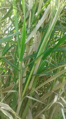 Echinochloa pyramidalis