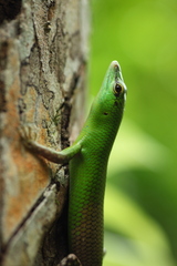 Lamprolepis smaragdina