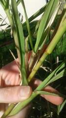 Echinochloa pyramidalis