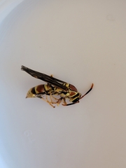 Polistes exclamans