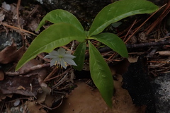 Lysimachia borealis