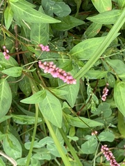Persicaria longiseta