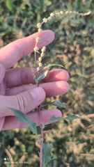 Atriplex tatarica
