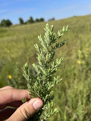 Lespedeza cuneata
