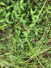 Persicaria longiseta