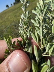 Lespedeza cuneata