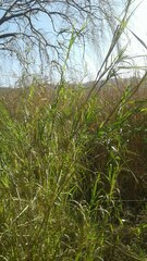 Echinochloa pyramidalis