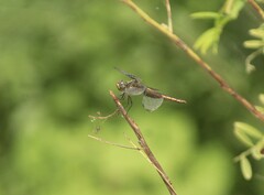 Libellula luctuosa
