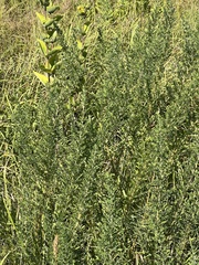 Lespedeza cuneata
