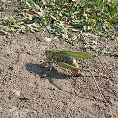 Decticus verrucivorus