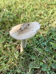 Amanita vaginata