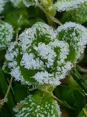 Cerastium glomeratum