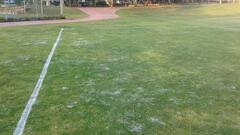 Cerastium glomeratum