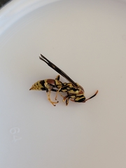 Polistes exclamans