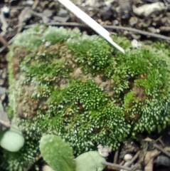 Bryum argenteum