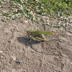 Decticus verrucivorus