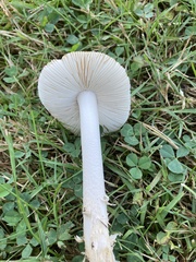 Amanita vaginata