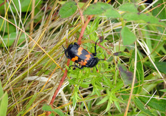 Nicrophorus marginatus