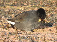 Fulica rufifrons
