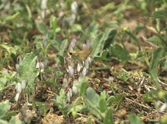 Atalopedes campestris