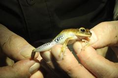 Boana calcarata