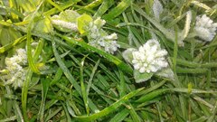 Cerastium glomeratum