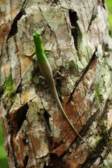 Lamprolepis smaragdina