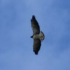 Geranoaetus albicaudatus