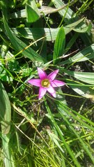 Romulea rosea australis