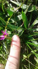 Romulea rosea australis
