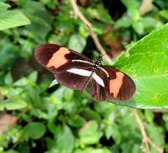 Heliconius erato