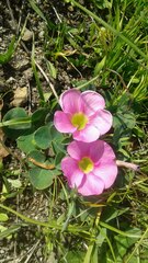Oxalis purpurea